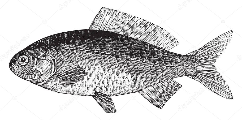 Gold carp is a freshwater fish in the family Cyprinidae, vintage line drawing or engraving illustration.