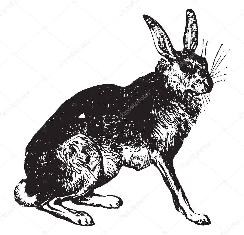 Hare is belonging to the genus Lepus, vintage line drawing or engraving illustration.