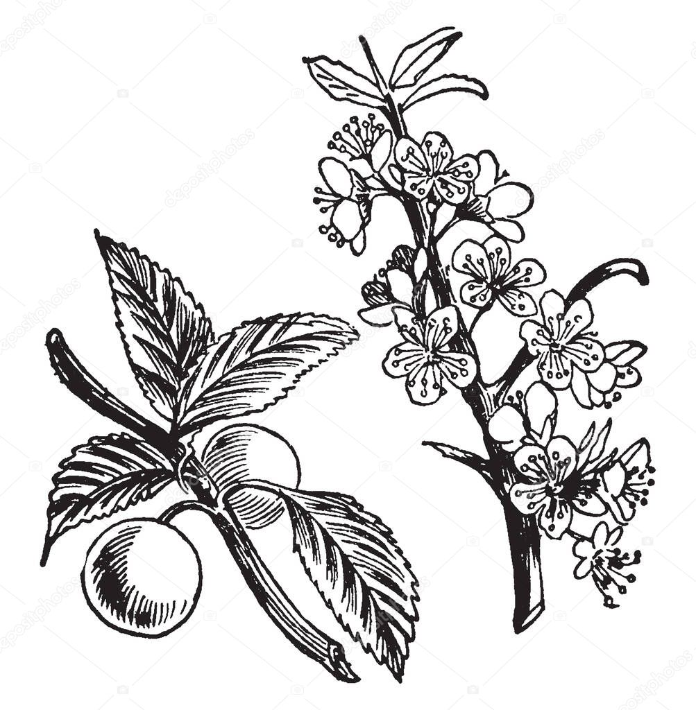 A picture shows the branch of Sloe Plant and its fruits. It produces small plum-like fruits known as 'drupes' in autumn which are often mis-described as berries, vintage line drawing or engraving illustration.