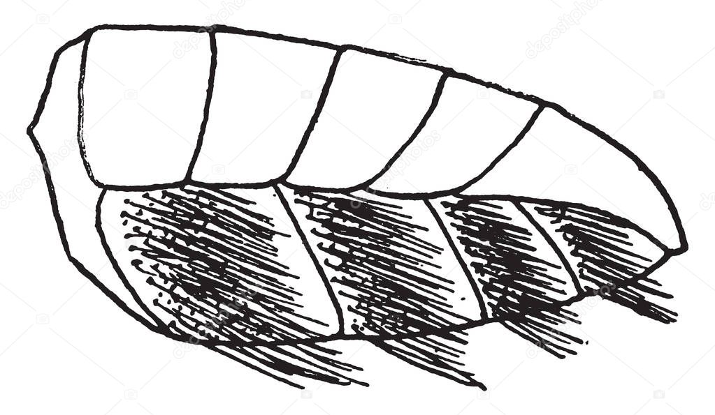 Megachile fitted for gathering pollen, vintage line drawing or engraving illustration.