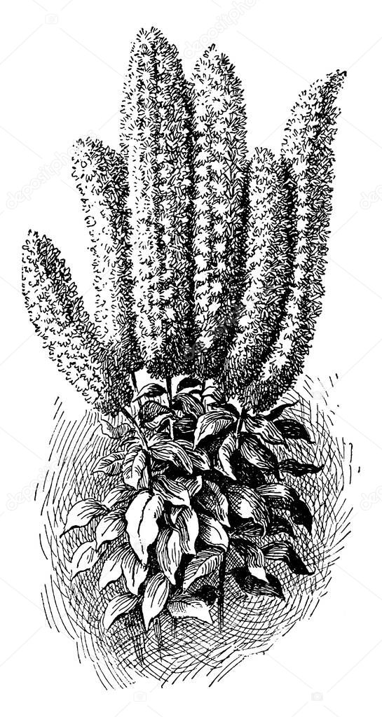 This plant is fragrant flowers, the essential oil of which has been used in perfumes. Plants prefer cool weather and moist, rich soil, vintage line drawing or engraving illustration.