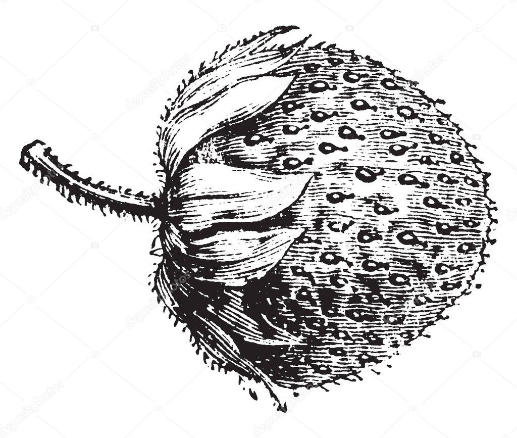 This is the Fruit of Fragaria Chilensis Grandiflora. Needle like threads are present on fruit and tiny hairs are present on stem. Leaves are present at the lower part of the fruit, vintage line drawing or engraving illustration.