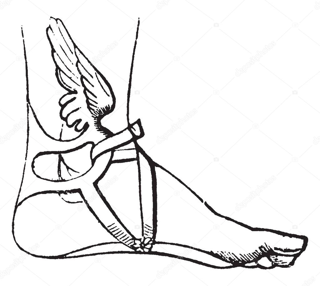 Talaria, the small wings fixed to the ankles of Mercury. In many ancient works of art they are represented depicting that they grew from their ankles as if they were a part of their body frame, vintage line drawing or engraving illustration.