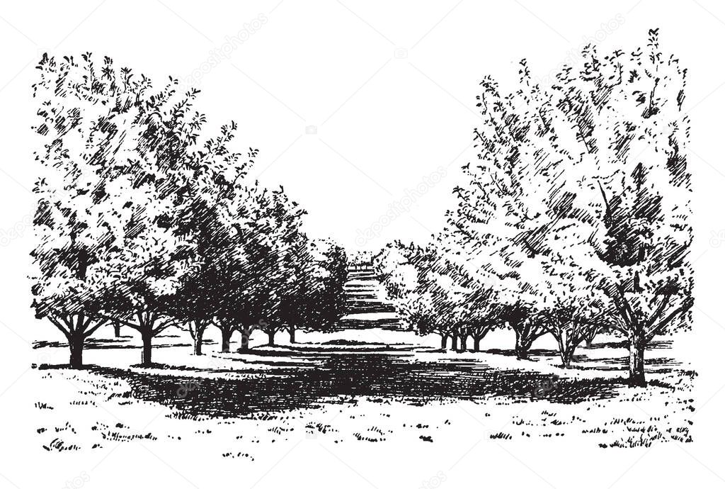 This illustration represents California Apple Orchard, vintage line drawing or engraving illustration.