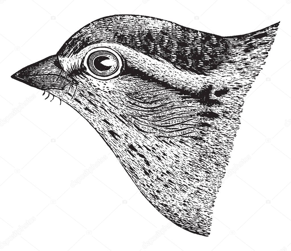 This image represents Chipping Sparrow Head, vintage line drawing or engraving illustration.