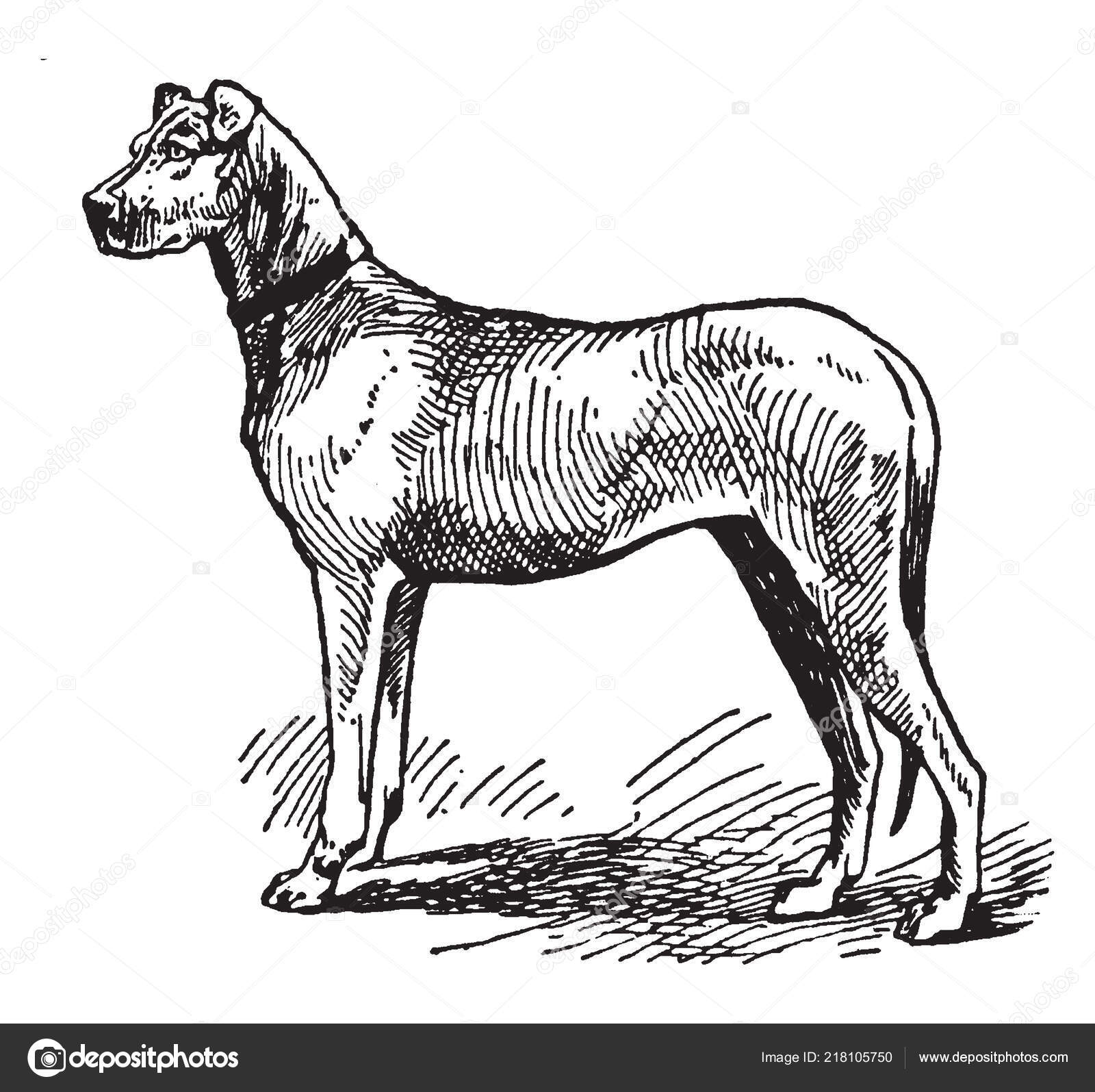 大丹犬是德国的一种大型家养狗以其巨大的尺寸复古的线条绘画或雕刻插图而闻名图库矢量图©Morphart 218105750, image size:1600x1595