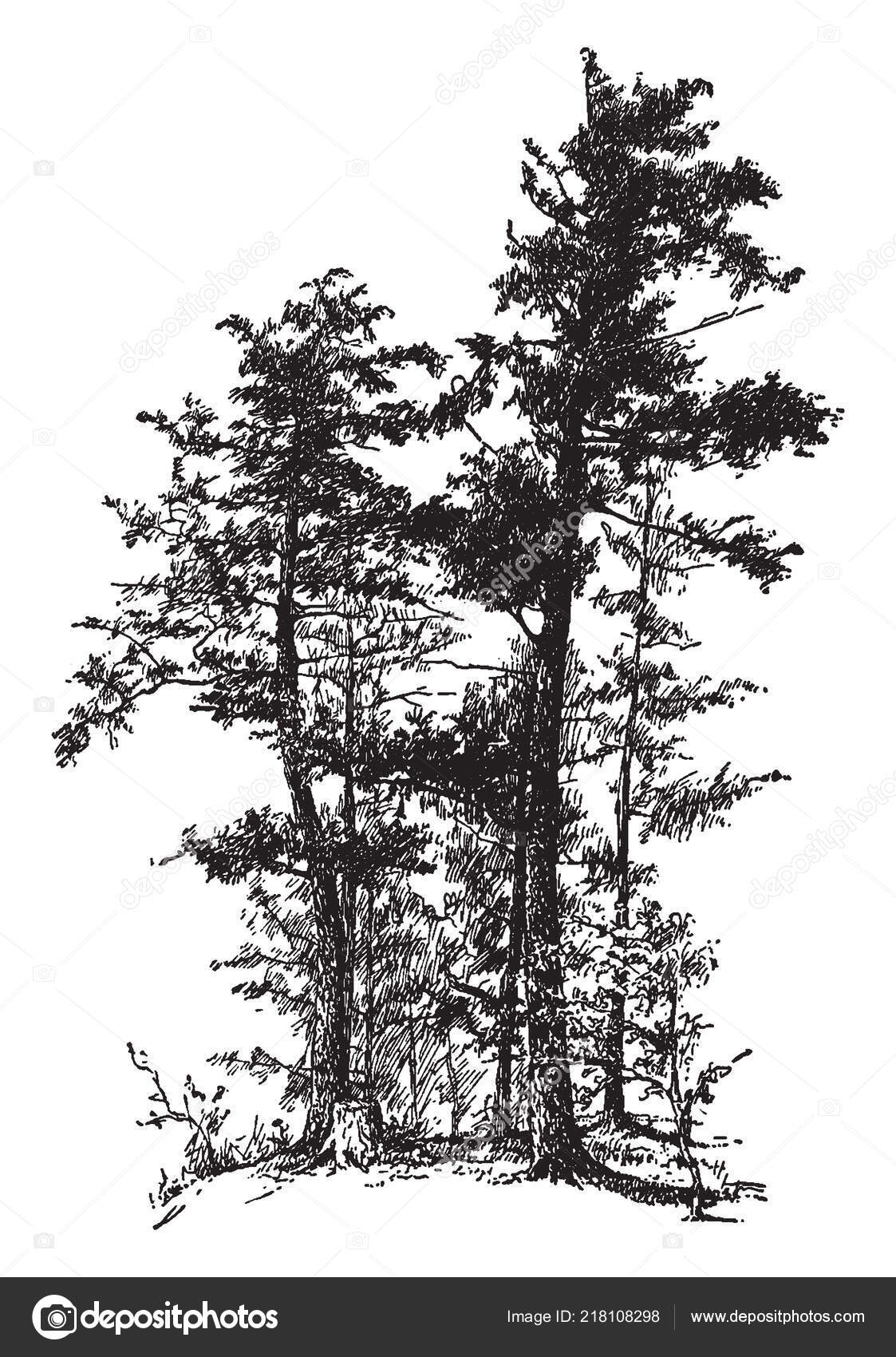 Tall spruce tree Vector Art Stock Images | Depositphotos