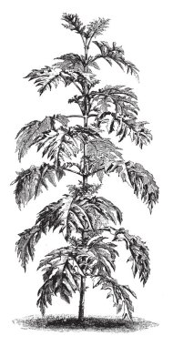 Altı ve sekiz boyunda, vintage çizgi çizme veya oyma illüstrasyon resim Montanoa Bipinnatifida çalı yetişir mi.