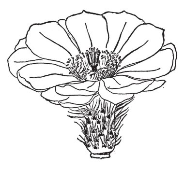 Bu Echinocereus çiçek görüntüsüdür. Çiçek renk aralığından; sarı, pembe, magentas, morlar, ve portakal ile yoğun kırmızı vintage çizgi çizim veya illüstrasyon oyma.