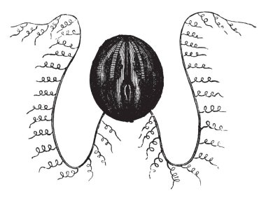 Cydippe Beroe Pileus, vintage çizgi çizme veya oyma illüstrasyon olarak biliniyordu.