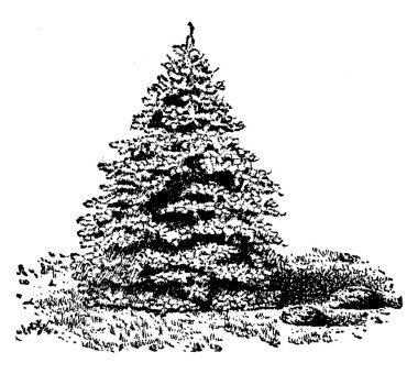 Picea Pungens Picea Excelsa çeşididir. Maxwelli, vintage çizgi çizme veya oyma resimde sağ tarafında iki küçük tufts vardır.