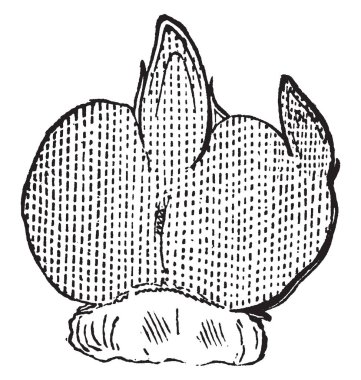 Bu bitki bitki için ait olup bu kar, vintage çizgi çizme veya oyma illüstrasyon gibi serin yerlerde büyümek.