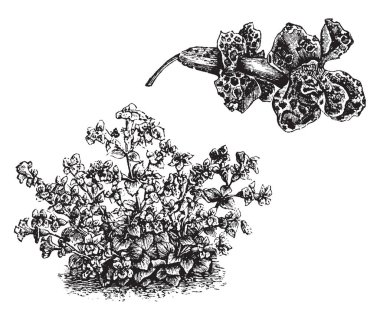 Bu resim bir cüce bitki Mimulus luteus nobilis, gösterir ne bulunan Kuzey Amerika, vintage çizgi çizme veya oyma illüstrasyon borulu çiçek.