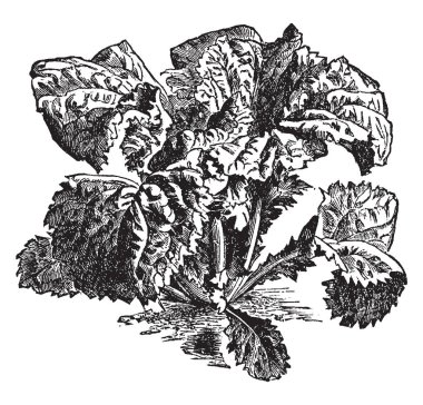 Bir çörek otu hardal gösteren bu resim. Sebze bir parçasıdır. Kalın ve uzun yaprakları vardır. Hardal tohumu olan küçük ve yuvarlak, vintage satır çizim veya gravür illüstrasyon.