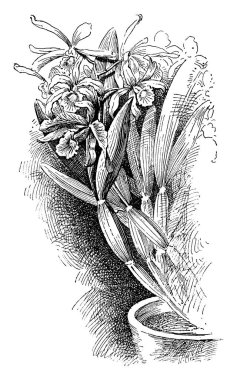 Bahar Laelia Purpurata çiçekler açar. Yeni büyüme üzerinde yeşil bir kılıf içinde çiçek geliştirmek. Orta ve koyu yeşil renkli, vintage çizgi çizme veya oyma illüstrasyon yapraklar.