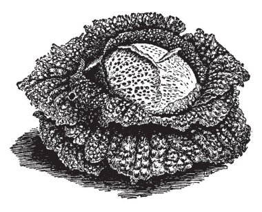 Savoy hafif aromalı lahana var. Dış yapraklarını onun en zor vardır. Kullanılabilir yıl boyunca, vintage çizgi çizme ya da oyma illüstrasyon.