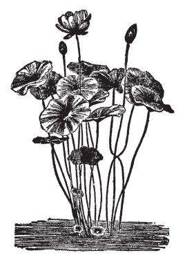 Özel ve sadece Nellimium sipariş tür Nelumbium var. Bunlar çiçekler, vintage çizgi çizme veya oyma illüstrasyon güzelliği için önemli..
