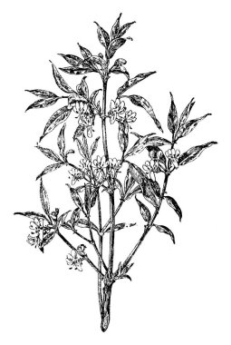 bitki görüntü. Vektör çizim