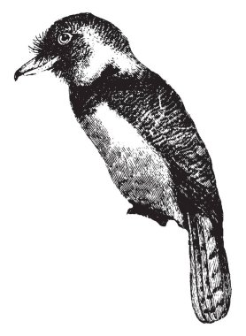 Genellikle kaniş tombul büyük başları, vintage çizim için arıyorsunuz veya illüstrasyon oyma.