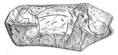 Mamut herhangi bir soyu tükenmiş cins Mammuthus, vintage çizgi çizme veya oyma illüstrasyon türüdür.