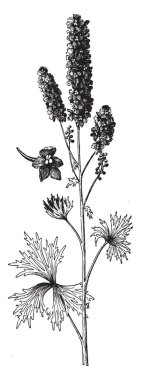 Bir resim Delphinium Formosum gösteriyor. 2-3 boyunda büyür bir güçlü kök vardır. Çiçekleri Haziran ve Temmuz aylarında çiçek açmış. Yaprakları üç ila yedi dişli, vintage çizgi çizme veya oyma illüstrasyon ile derin loblu.