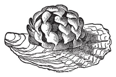 Ortak salyangozu yumurta kez yem ya da zavallı, vintage çizgi çizme veya illüstrasyon oyma gıda olarak temizletir.