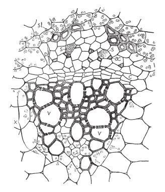 Bir damar bohça gösterilen bu görüntü. Onun göstermek taşıma sistemine; Bu dokularda damar bundle, vintage çizgi çizme veya oyma illüstrasyon mevcuttur.