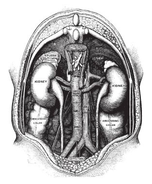 Spinal sütunu onikinci sırt omur A'da aşağıda sırt, vintage çizgi çizme veya oyma illüstrasyon büyük kasları çeşitli katmanları yanı sıra kaldırıldı.