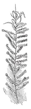 A picture showing a Tamarix Parviflora. This is from Tamaricaceae family. Each tiny flower has four pink petals, vintage line drawing or engraving illustration. clipart