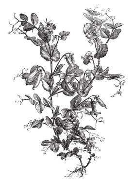 Bezelye tırmanıcı bitki bu. Çiçek, tomurcukları, bezelye-fasulye vardır ve yuvarlatılmış ince lif konuları mevcuttur. Yaprakları küçük, düz kenar. Ayrıca alt, vintage çizgi çizme veya oyma illüstrasyon kökleri vardır.