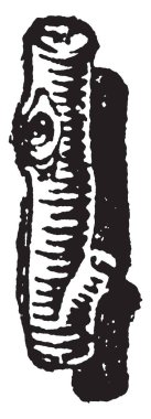 Bir mektup ben rustik Mektupta tasarım, vintage hat çizim veya gravür illüstrasyon