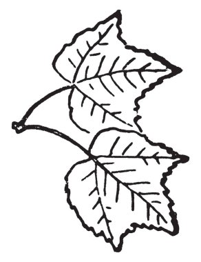 Bu kartı yaprağı vardır. İki yaprak, birbirine bağlı gösterilir. Orada birincil damarlar birbirine bağlı. Bütün yaprakları birincil ve ikincil damar vardır. , Vintage çizgi çizme veya oyma illüstrasyon.