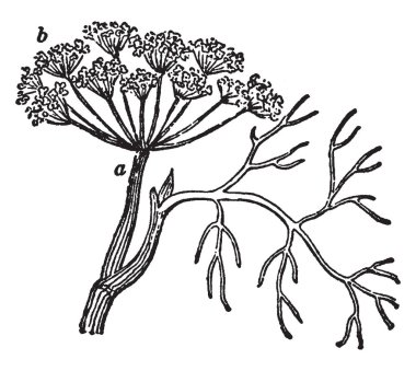 Dereotu gösteren bir resim. Avrasya'kapsamlı bir şekilde büyüyor. Yaprak ve tohum baharat lezzet yemek, vintage çizgi çizme veya oyma illüstrasyon için kullanılır.