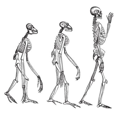 İskelet bir organizma, vintage çizgi çizme veya oyma illüstrasyon destekleyici yapısını oluşturur vücut parçası olduğunu.