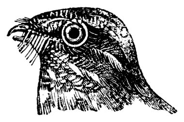 Çobanaldatangiller veya Goatsuckers, vintage illüstrasyon kazınmış. Doğal Tarih hayvanların, 1880