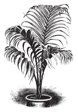 Çiçekli bitki palmiye ailesinden familyasından bir kritik tehlike altında. Bu Rodrigues adaya, Mauritius, endemik ancak yaygın olarak tarımı, vintage çizgi çizme veya oyma illüstrasyon büyüyor.