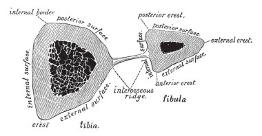 Bu resimde incik kemikleri, vintage çizgi çizme veya oyma illüstrasyon temsil eder..