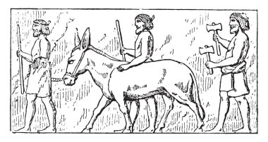 Eşek sürücüleri, vintage illüstrasyon kazınmış.