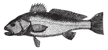 Yıl, vintage çizgi çizme veya oyma illüstrasyon boyunca Londra pazarlarda çizgili kırmızı kefal görünür.