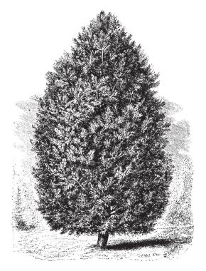 Pinus cembra'nın ortak adı olan İsviçre taş çam ağacı gösteren bir resim. Yaprakları gümüş çizgiler ve vardır ince ve esnek, vintage çizgi çizme veya oyma illüstrasyon ile işaretlenir.