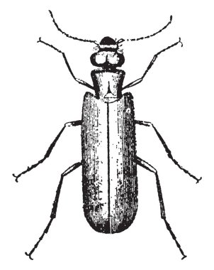 Blister böcekleri Meloidae, vintage çizgi çizme veya oyma illüstrasyon ailesinin böcekleri vardır.
