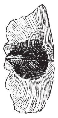 Kelebek ya da olduğu gibi bu trompet sarmaşık, vintage çizgi çizme veya oyma illüstrasyon kanat şeklinde ince bir kenarlık genişletilmiş tohum dış kat görüntü gösterir.