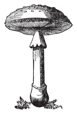 This is Amatu Mushroom and its matured part. And it seems like a Umbrella, vintage line drawing or engraving illustration. clipart
