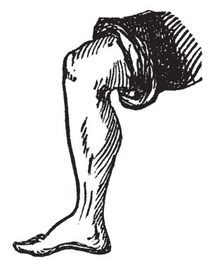 Diz bacak ayak, vintage çizgi çizme veya oyma illüstrasyon bir kısmının.