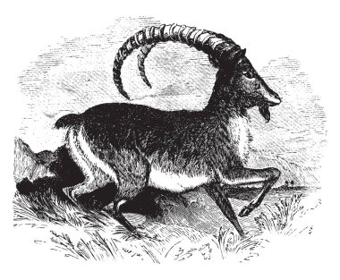 Paseng büyük asker Persia, vintage çizgi çizme veya oyma resimde dağda buldum..