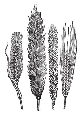 Buğday ve buğday parçası en iyi bu alan, vintage çizgi çizme veya oyma illüstrasyon hazırlanan.