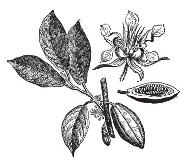 Kakao yenilebilir bir bitkidir. Çikolata yapımında kullanılan kakao bean üretir. Onun fasulye renk, vintage çizgi çizme veya oyma illüstrasyon kahverengi.