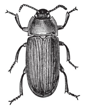 Mealworm Beetle darkling böceği, vintage çizgi çizim veya gravür illüstrasyon bir türüdür.