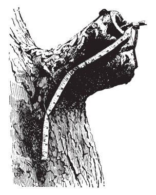 Bu resimde bir bacak, bir ağaç, vintage çizgi çizme veya oyma illüstrasyon saplama temsil eder..