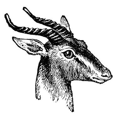 Ceylan, vintage illüstrasyon kazınmış. Doğal Tarih hayvanların, 1880